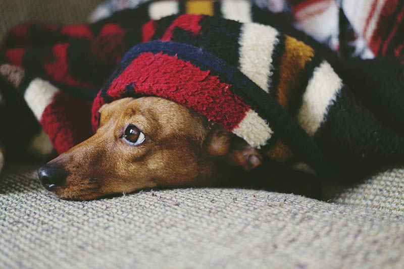 Dachshund trying to sleep