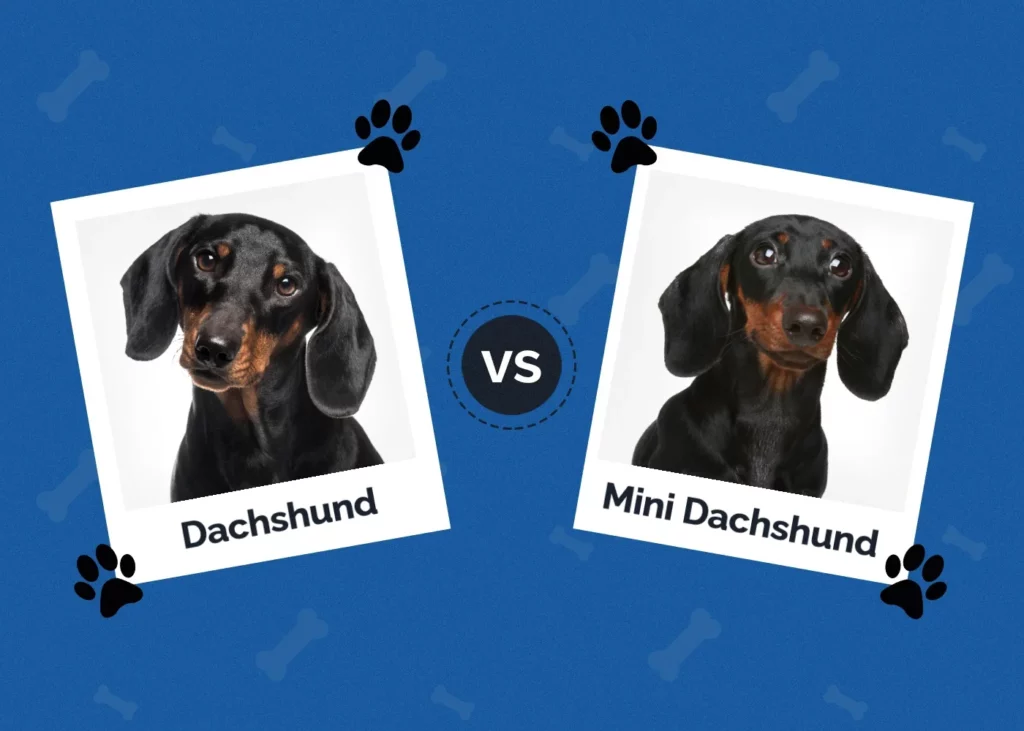 Dachshund vs Mini Dachshund - Featured Image