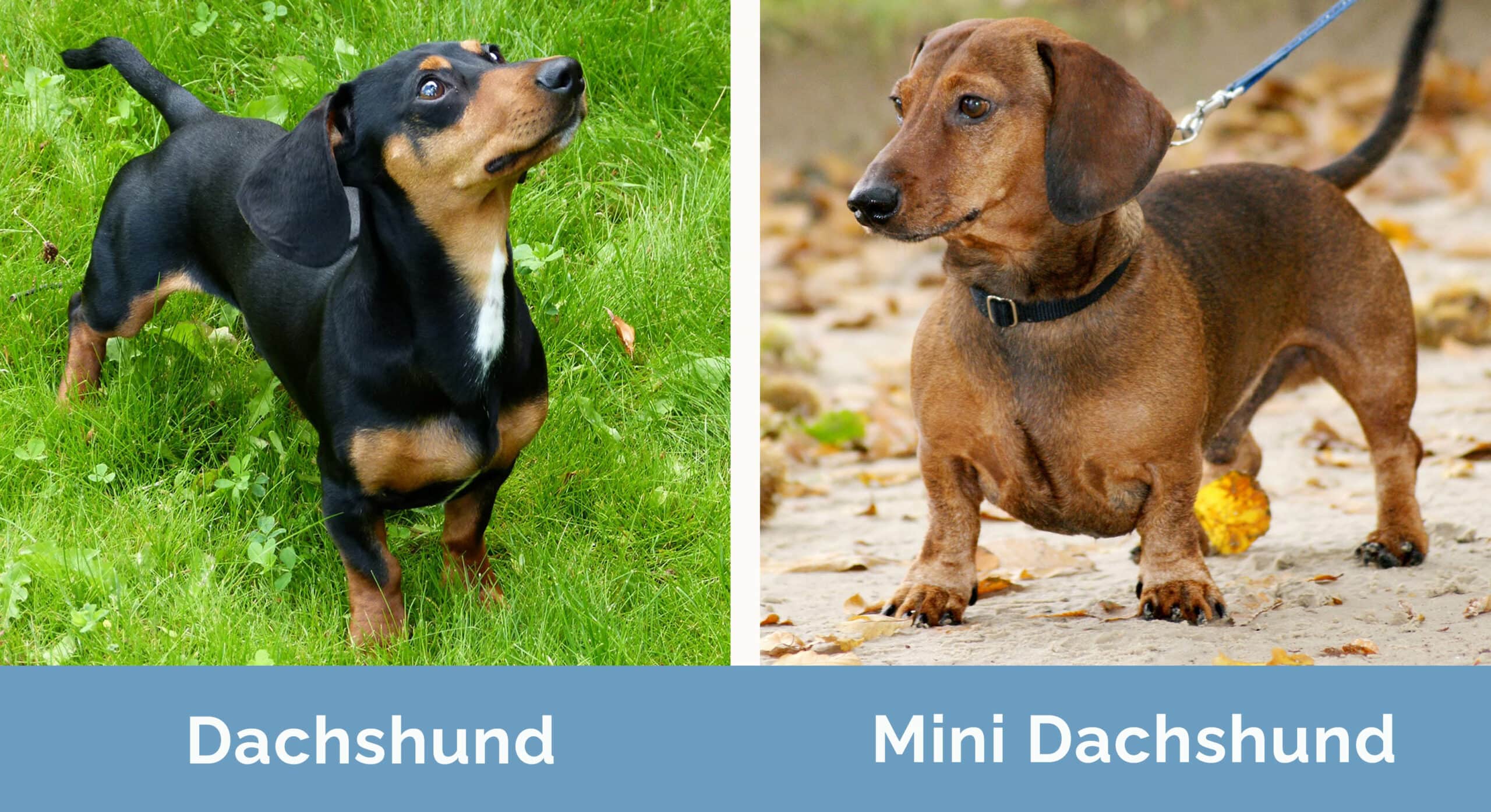 Dachshund vs Mini Dachshund side by side