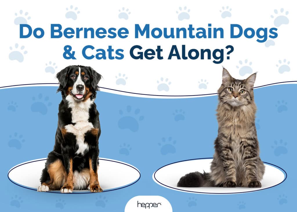 Do Bernese Mountain Dogs and Cats Get Along