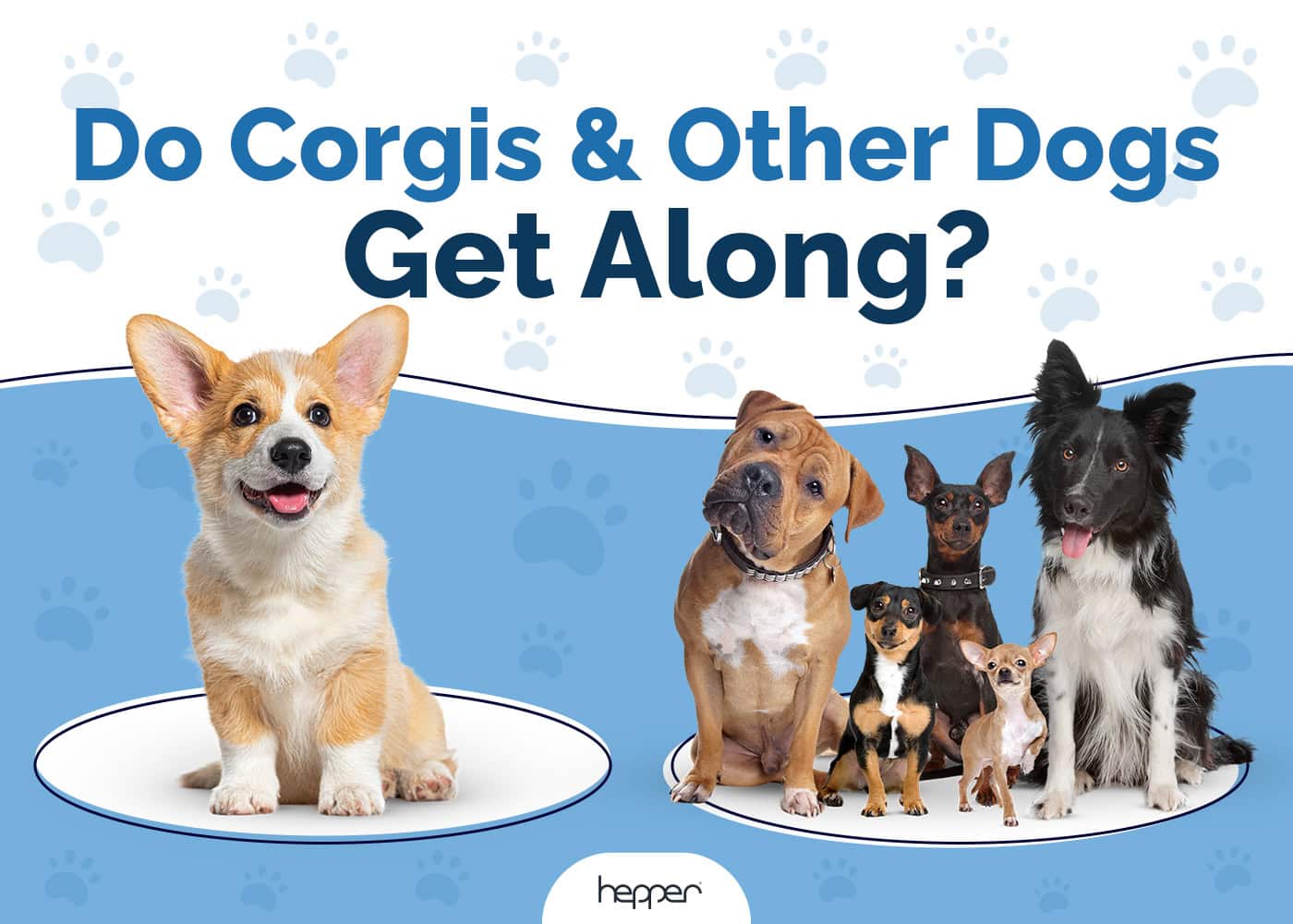 Do Corgis and Other Dogs Get Along