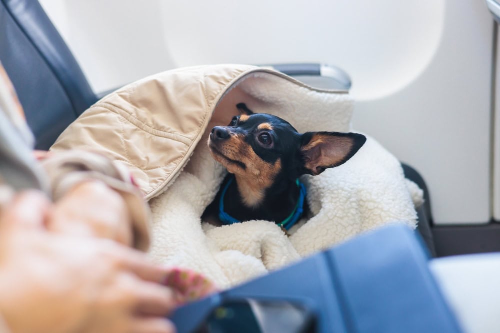 Dog in the aircraft cabin near the window during the flight