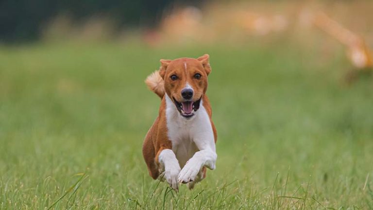 10 Awesome Off-Leash Dog Parks in Seattle, WA in 2026 | Hepper Pet ...