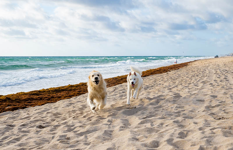 Dogs running on Florida Beach