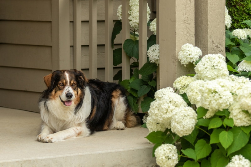 English Shepherd sitting on the porch