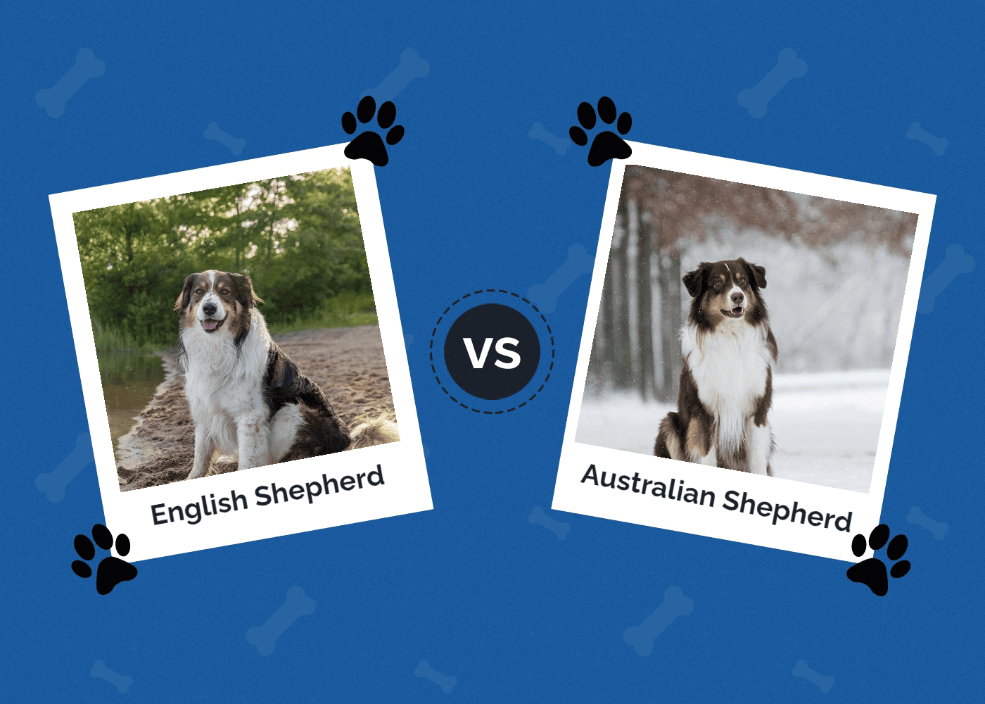 English vs Australian Shepherd