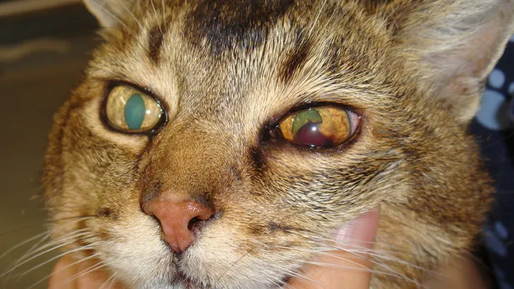 Feline Hypertension (high blood pressure)