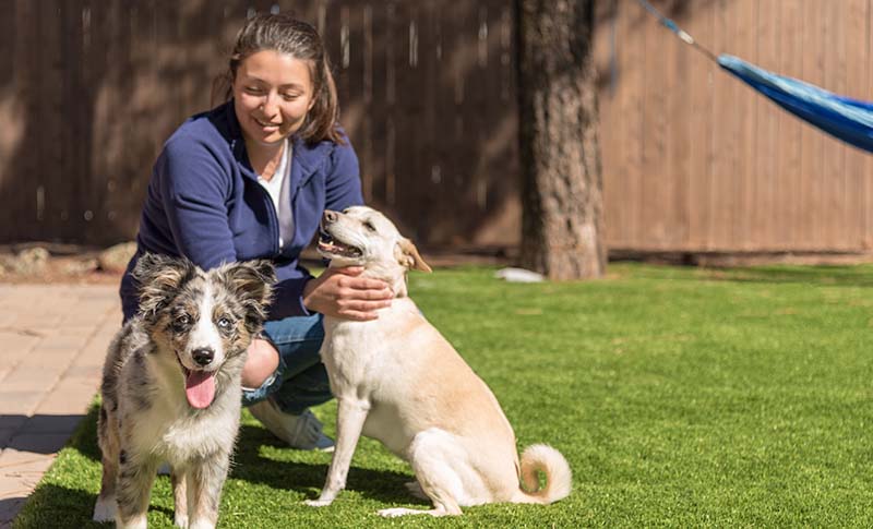Female with two dogs focus on the happy Australian Shepherd puppy