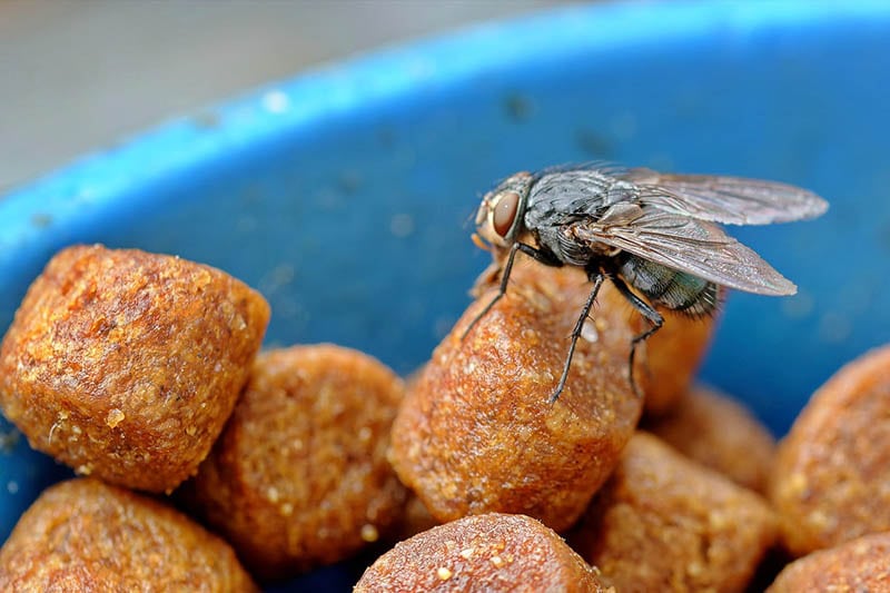 Fly on cat food