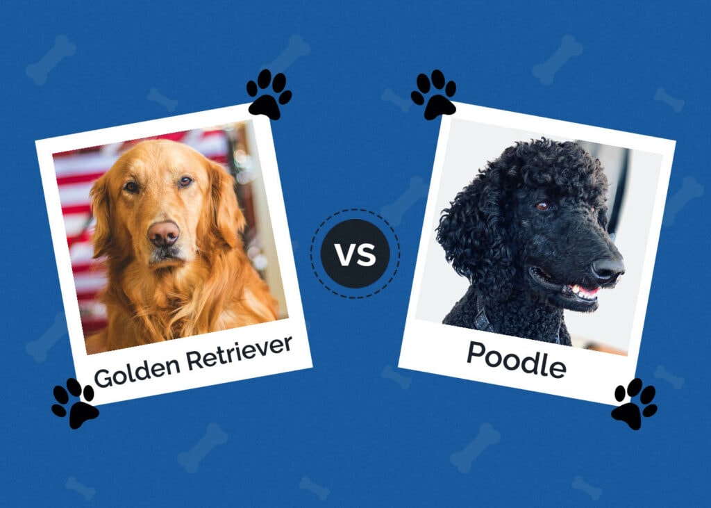 Golden Retriever vs Poodle