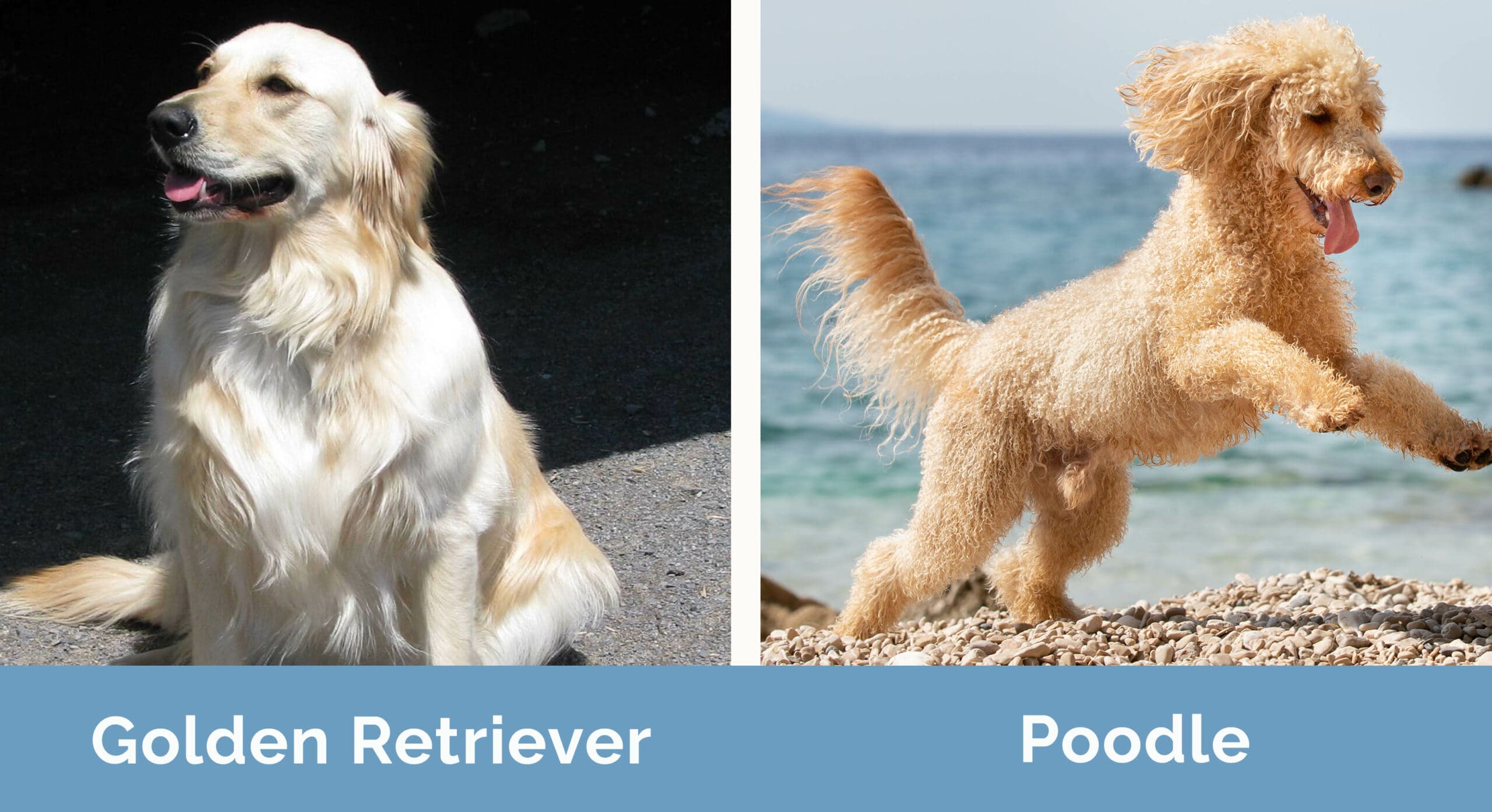 Golden Retriever vs Poodle side by side