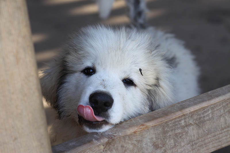 Great pyrenees Puppy
