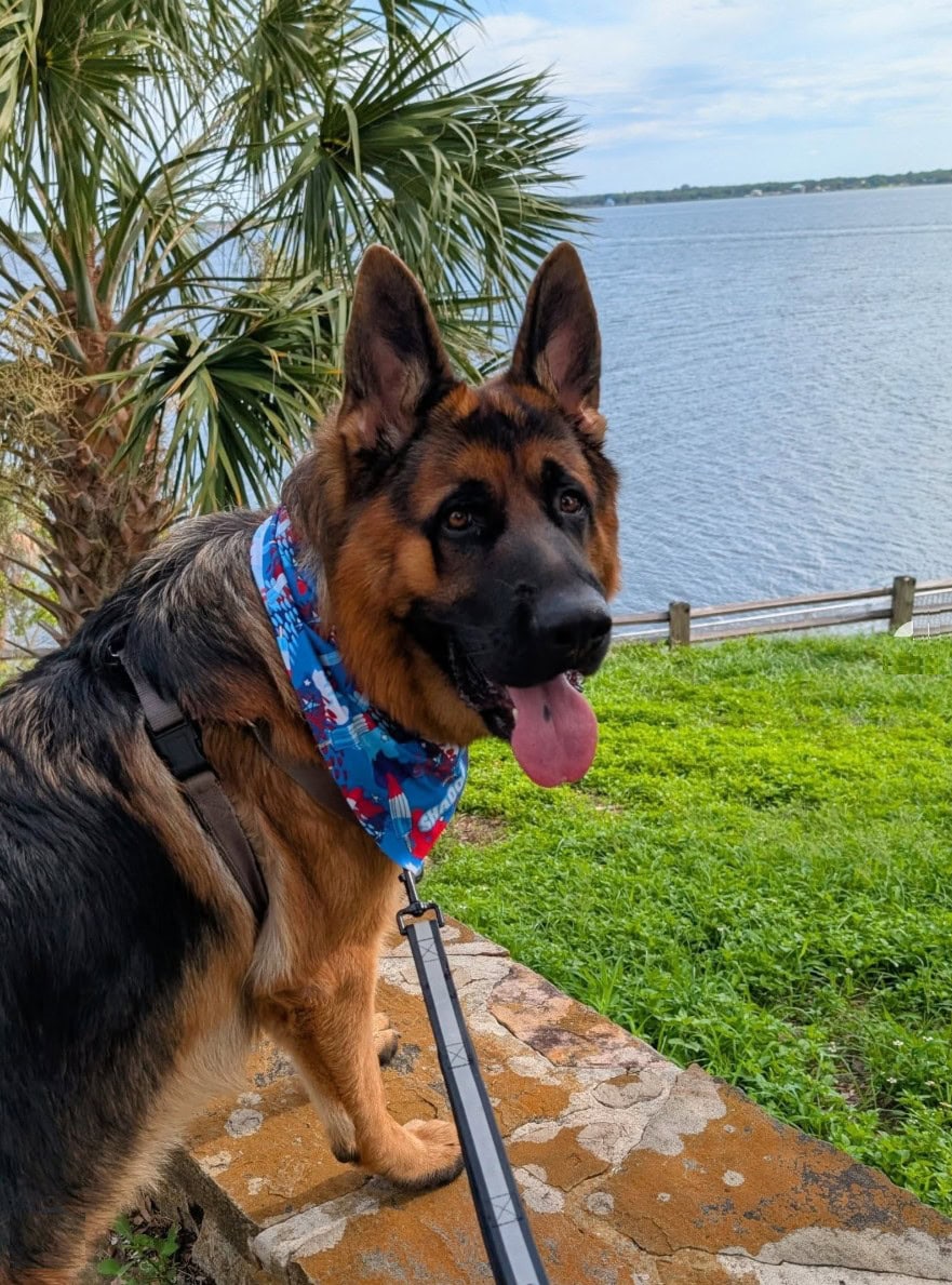 Indian Mound Park with german shepherd