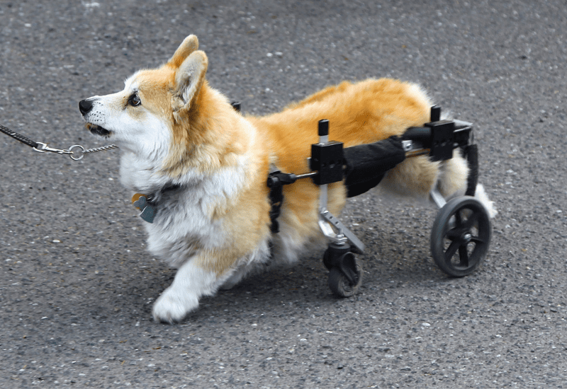 Intervertebral disc disease in dogs