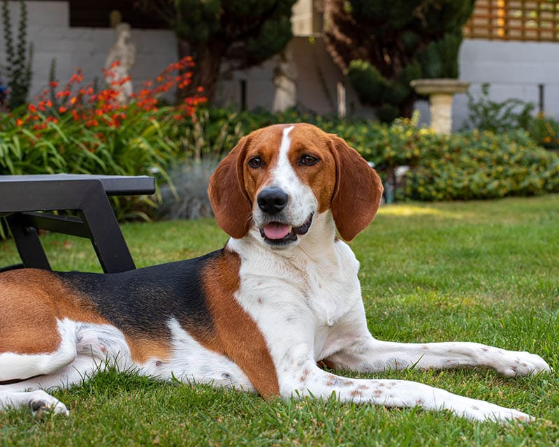 Kerry Beagle dog laying down