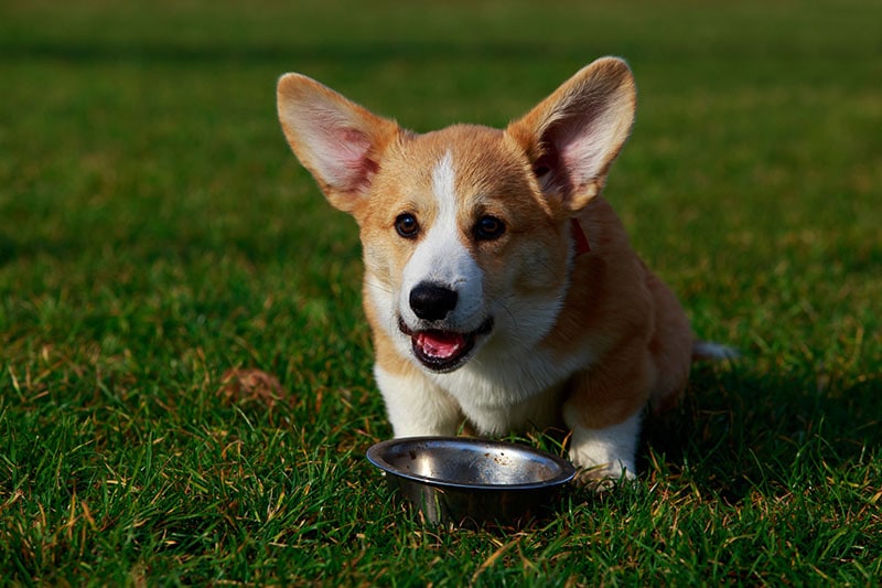 Little young puppy breed Welsh Corgi Pembroke sitting on the green grass and eats