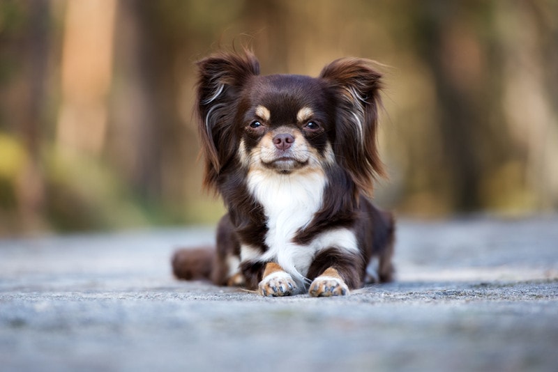 Long-Haired Chihuahuas