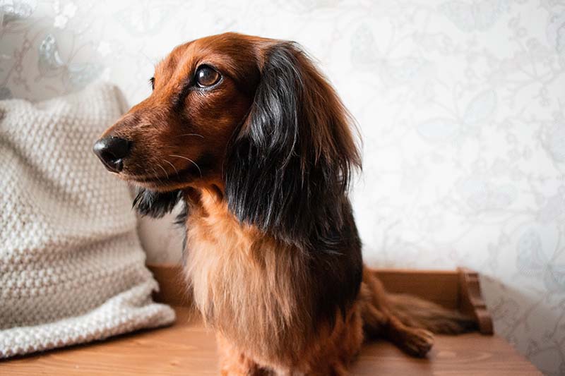 Long-haired dachshund red and black color, brown eyes