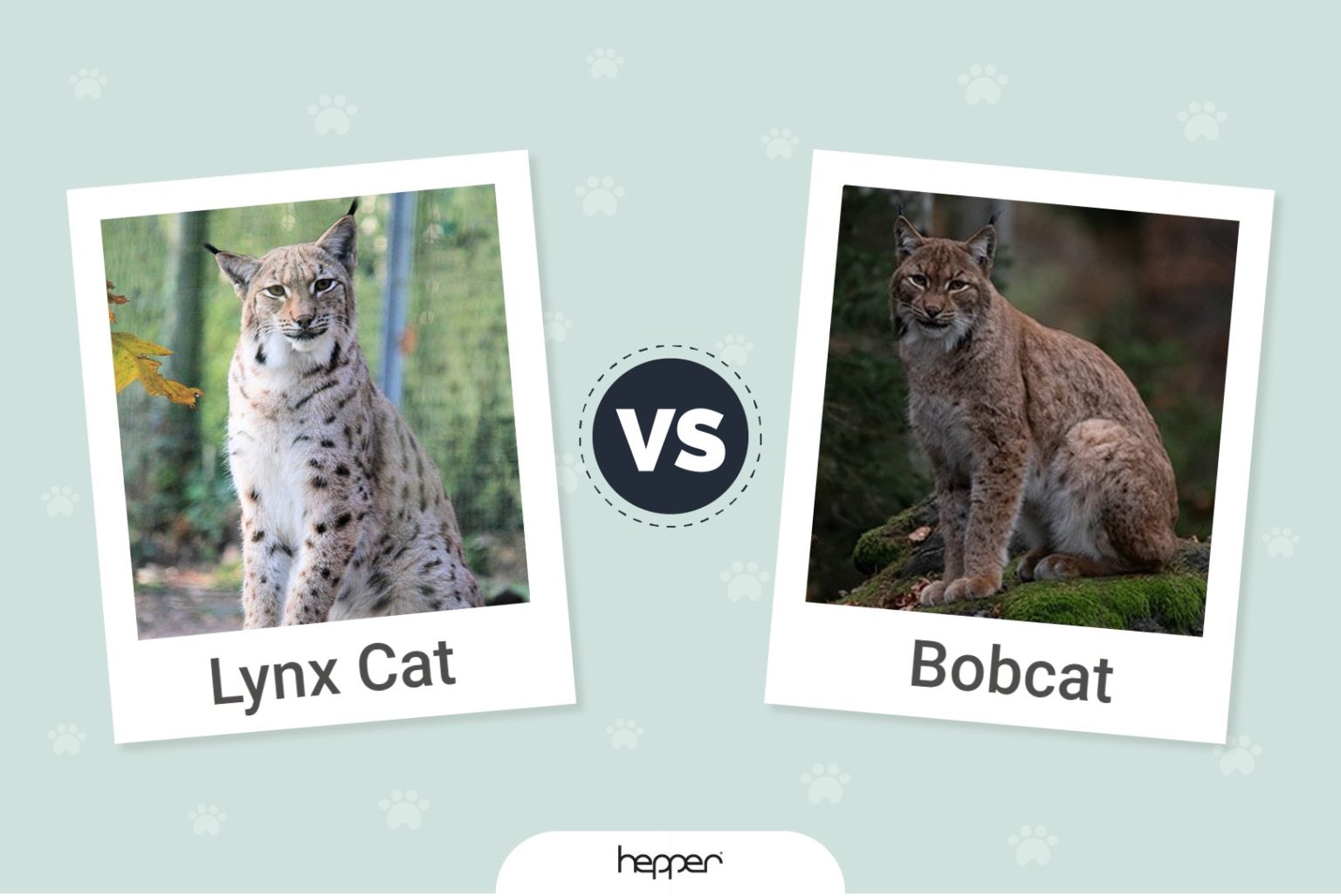 Lynx Vs Bobcat How Do They Differ With Pictures Hepper Pet Resources