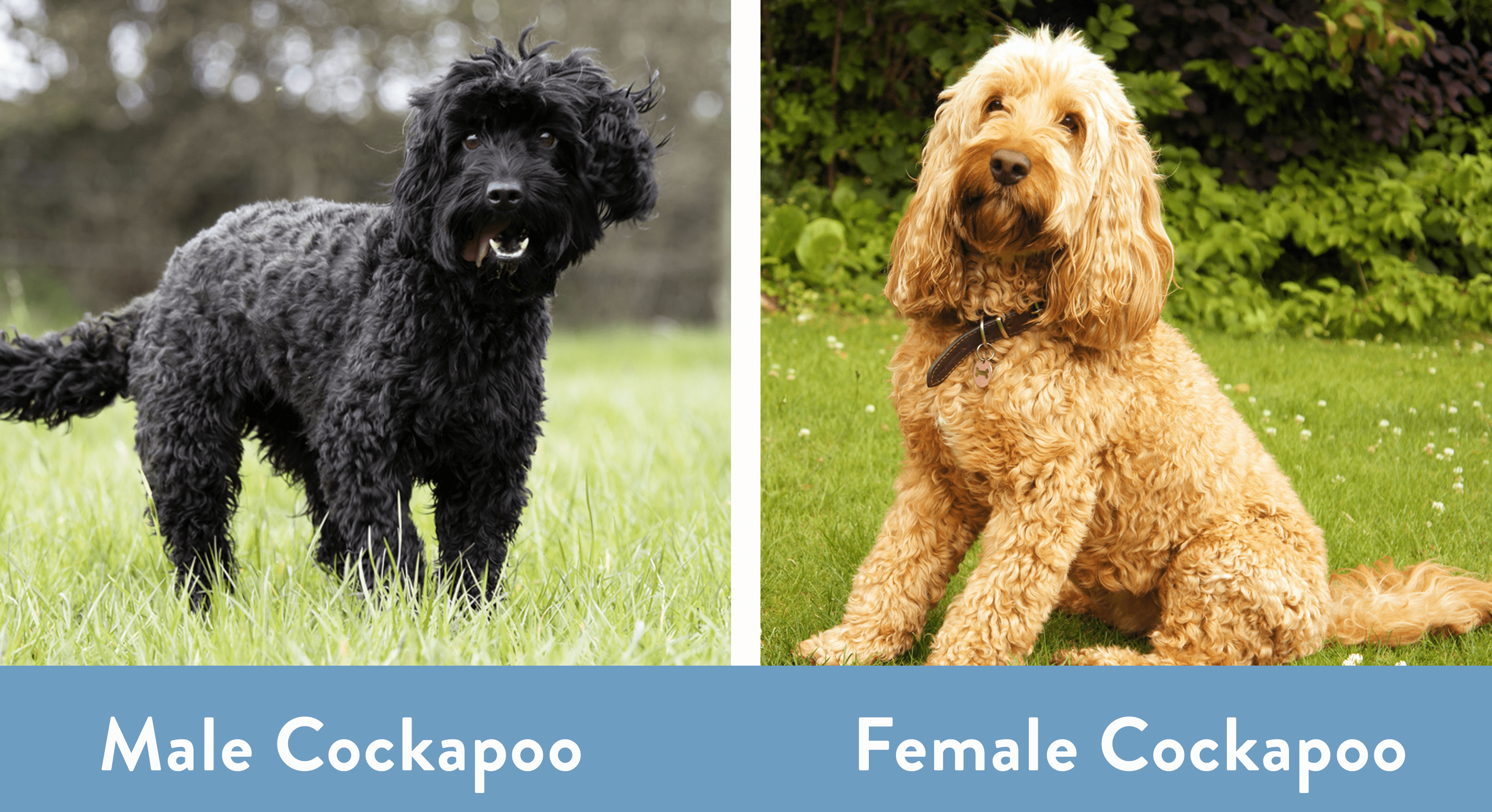 Male Cockapoo Vs Female Cockapoo
