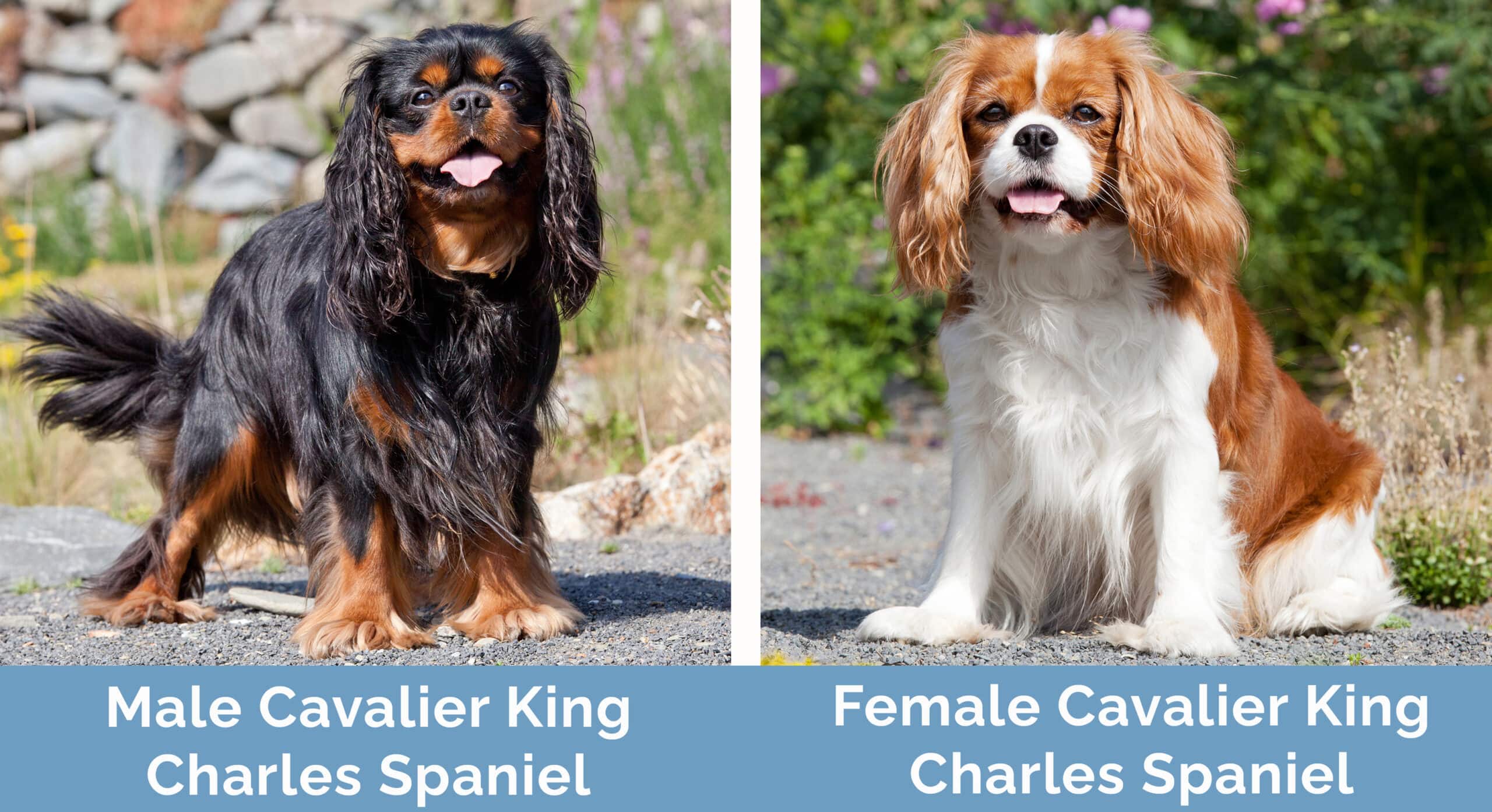 Male vs Female Cavalier King Charles Spaniel side by side