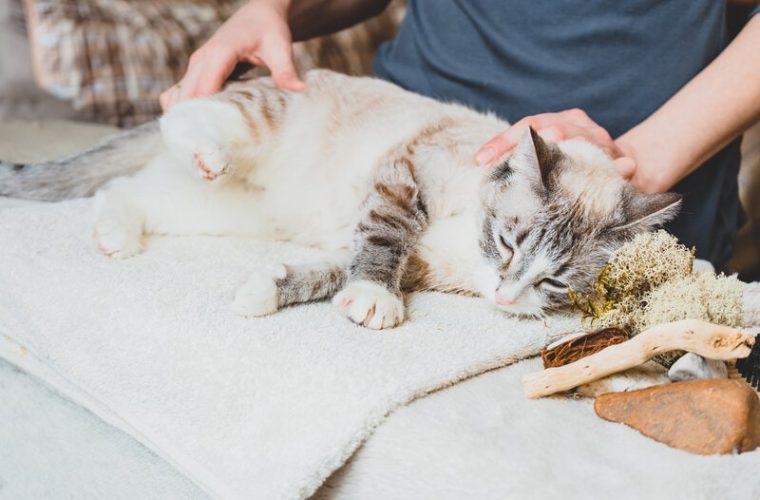 View of How to Massage a Cat: 5 Vet-Approved Tips | Hepper Pet Resources