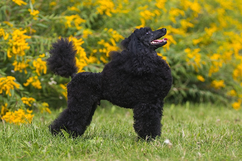 Moyen Poodle Side VIew