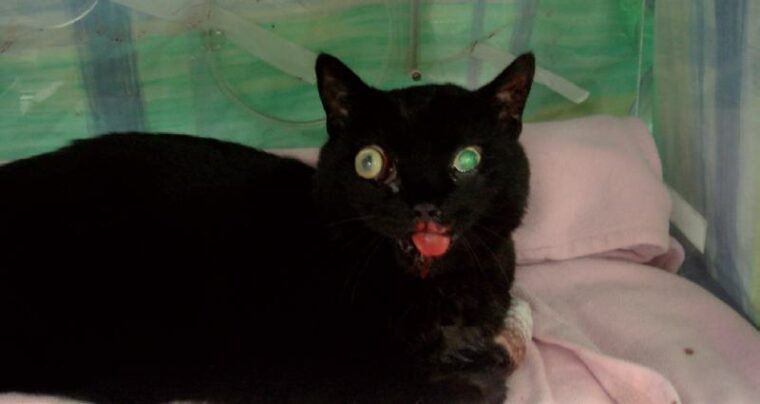 Sudden Blindness In Cats: 5 Vet-Verified Causes | Hepper Pet Resources - Vitamin Deficiency And Blindness In Cats