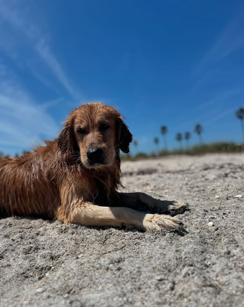 Paw Playground-Fort De Soto Dog Beach Park