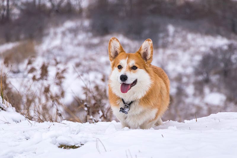 Pembroke welsh corgi outside on snow