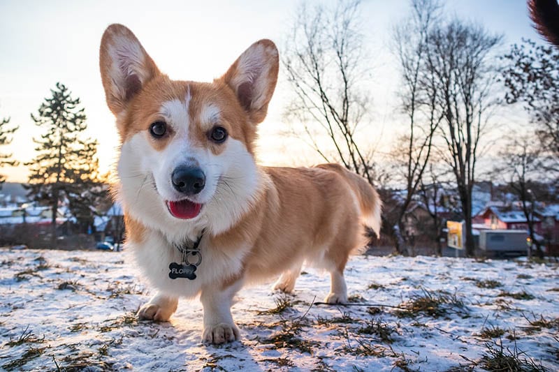Pembroke welsh corgi playing in the snow