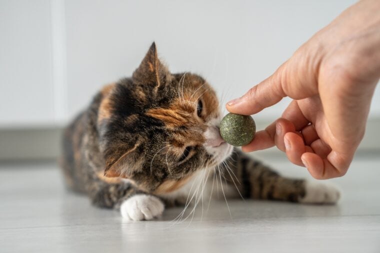 Image showcasing Can I Give My Kitten Catnip? Vet-Reviewed Guide & FAQ | Hepper Pet ...
