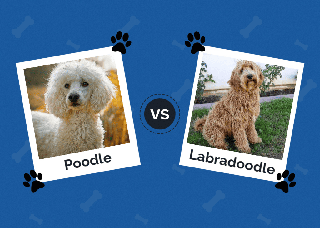 Poodle vs Labradoodle