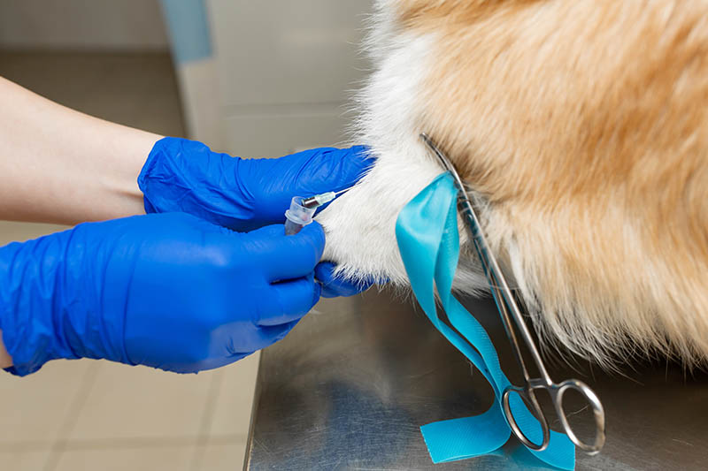 Professional veterinarian clood test corgi