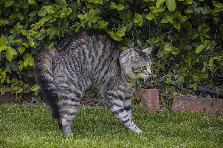 Why Is My Cat Puffing Their Tail? 4 Vet-Reviewed Reasons | Hepper Pet ...