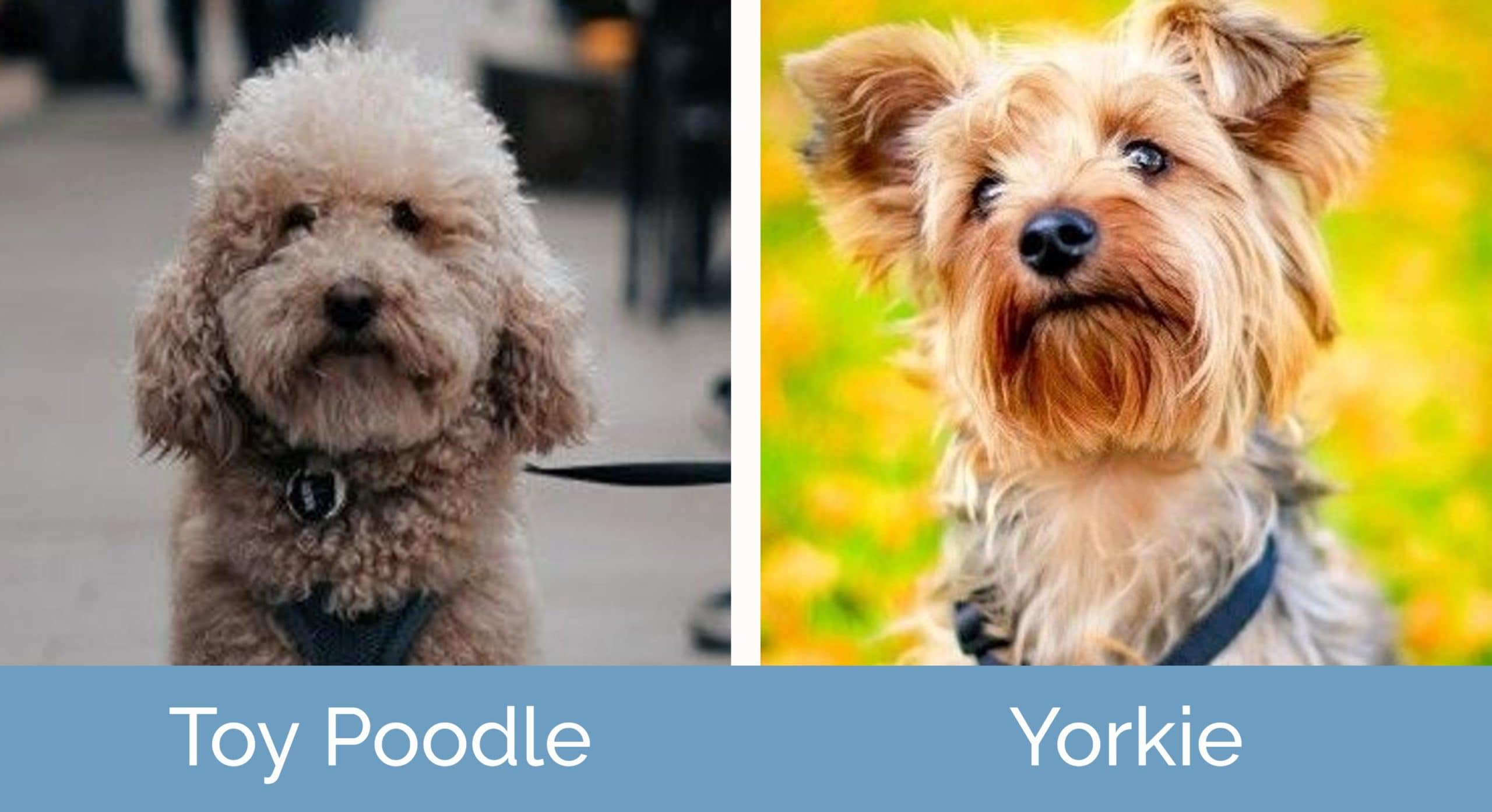 ToyPoodle_breed_Yorkie_1