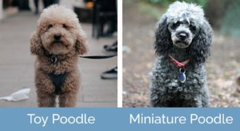 Toy Poodle vs Miniature Poodle: What's the Difference? (With Pictures