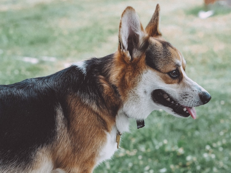 Tri-colored Corgi standing on the grass