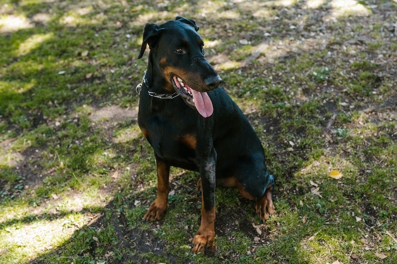 Warlock Doberman sitting