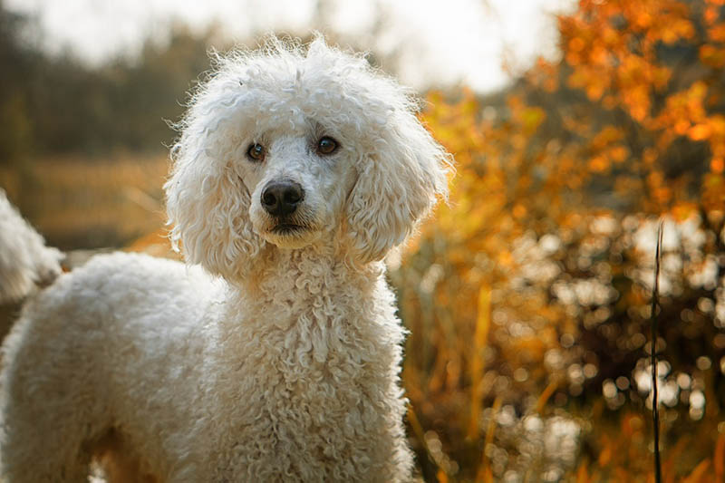 White Poodle