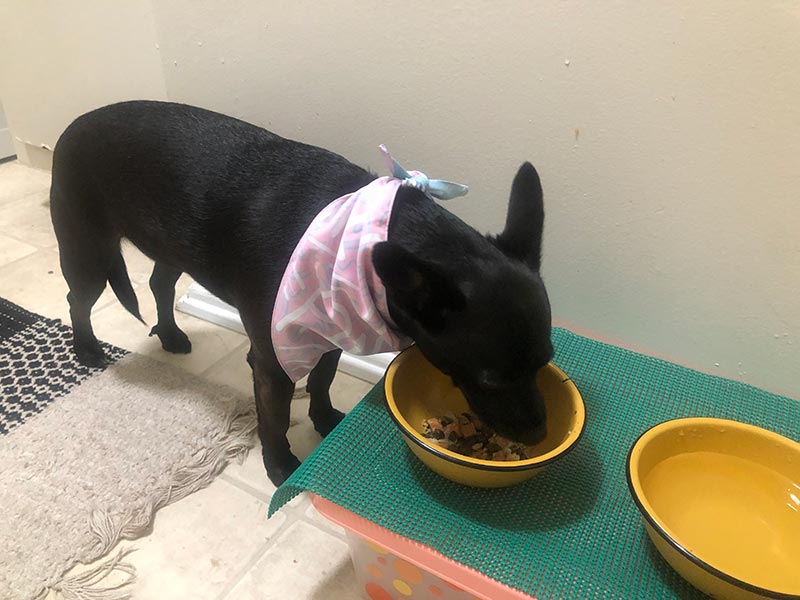 a black dog bark eating itty-bitty chicky recipe