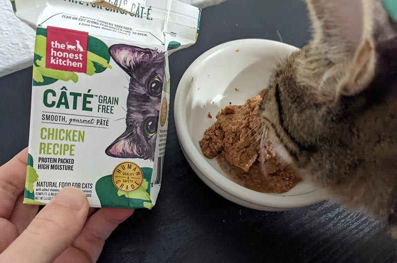 a cat eating the honest kitchen cate chicken recipe