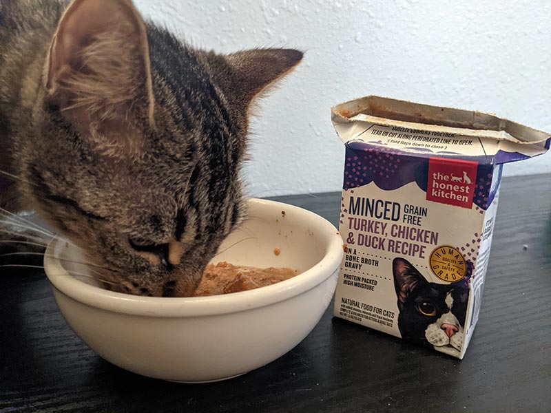 a cat eating the honest kitchen minced turkey, chicken & duck recipe