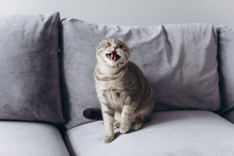 a cat meowing aggressively after being left alone on the couch in the room
