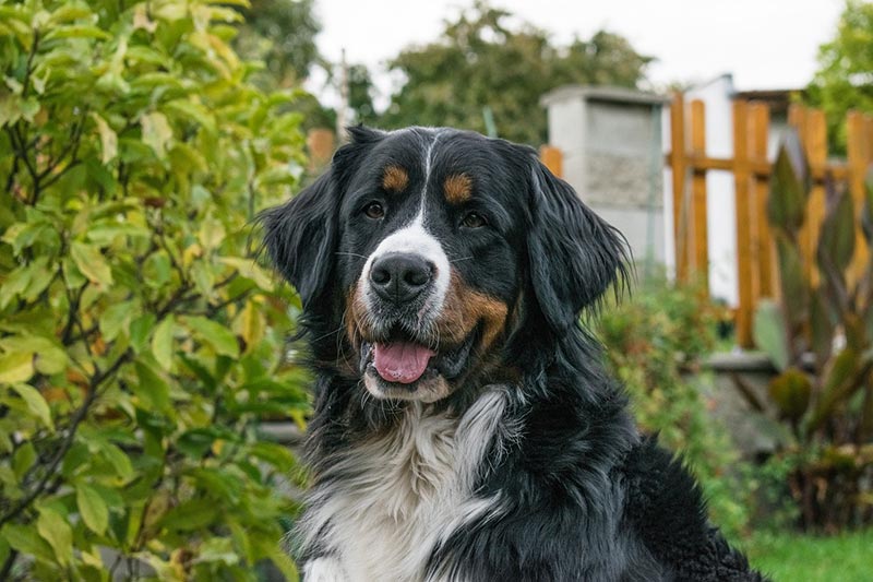 a close up of bernese mountain dog