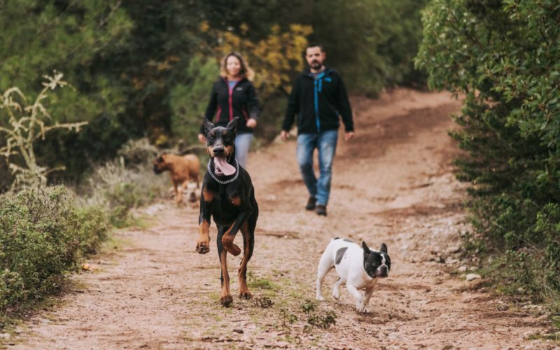 a couple walking their dogs