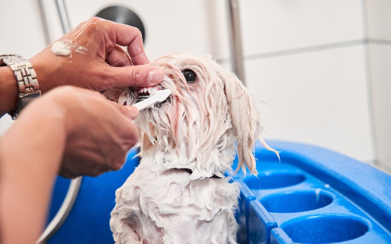 a person brushing the teeth of a white Maltipoo