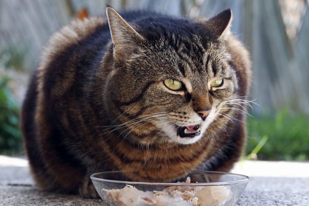 a tabby cat eating from a bowl