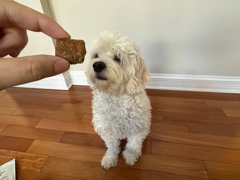 a white dog sniffing the pet releaf edibite