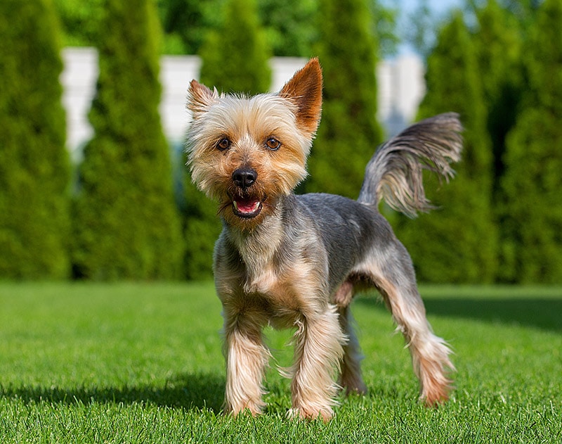 australian silky terrier dog in the garden